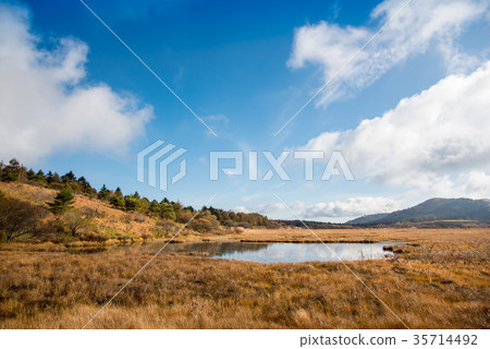 Yashimagahara沼澤地在秋天草葉子 35714492