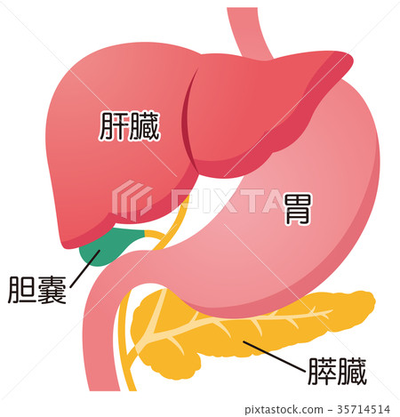 Organ liver pancreas pancreas stomach gallbladder 35714514