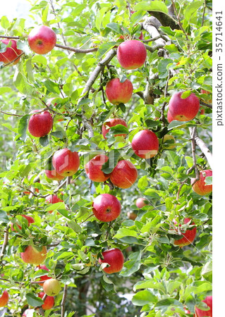 Apple（陽光） 35714641