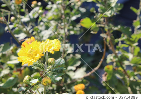 Yellow autumn chrysanthemum Yellow autumn chrysanthemum 35714889