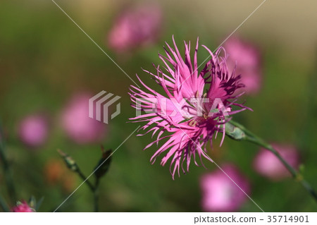 Nature Plants Kawara Nadesico, one of "Autumn Seven Plants". It seems to be a raw material for herbal medicine 35714901