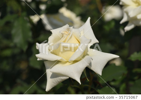 Rose (bridal white) 35715067