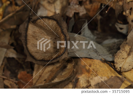 Natural mushroom kuroraptake, the black color inside is missing. The spores are on the outer gray area 35715095