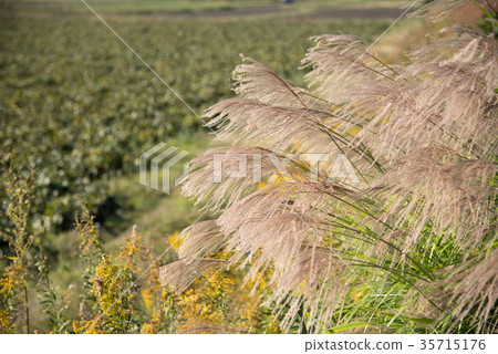 Autumn field and Suki 35715176
