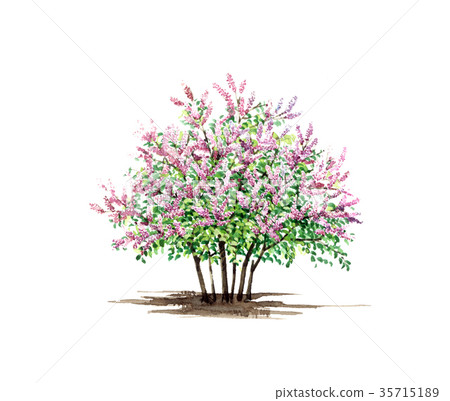 Hand-drawn watercolor painting of a lilac tree 35715189