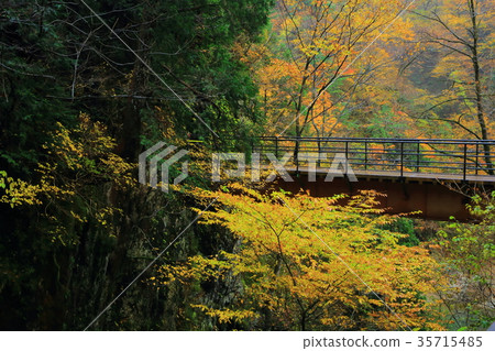 隱藏著秋天的落葉谷 隱藏著秋天的落葉谷 35715485