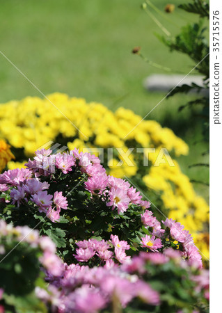Yellow and pink chrysanthemum flower 35715576