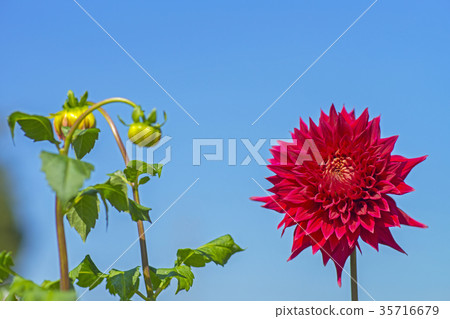 Dahlia Dahlia 35716679