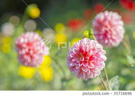 Dahlia Dahlia 35716696
