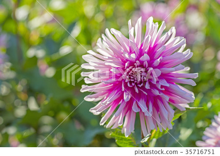 Dahlia 35716751