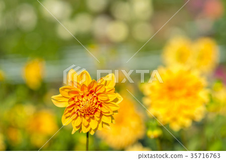 大麗花 大麗花 35716763