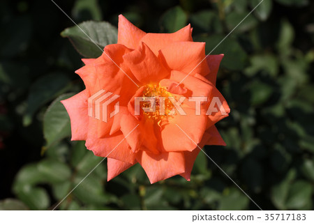 羅斯（雅妮娜） 35717183