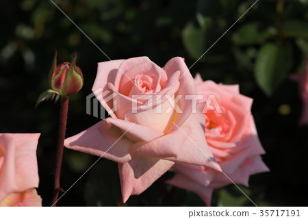 Rose (violet carson) Rose (violet carson) 35717191