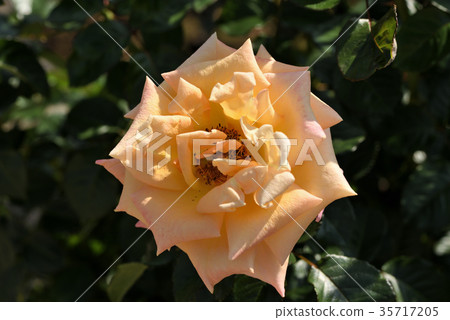 Rose (Mona Lisa) 35717205