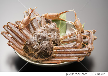 Matsuba crab 35718304