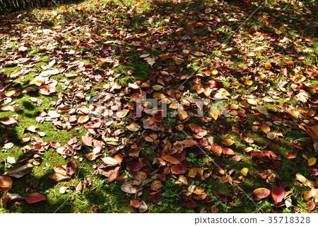 Fallen leaves 35718328