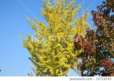 Ginkgo biloba Ginkgo biloba 35718545