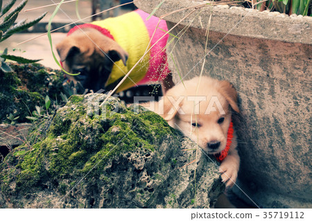 Two cute puppy play together 35719112