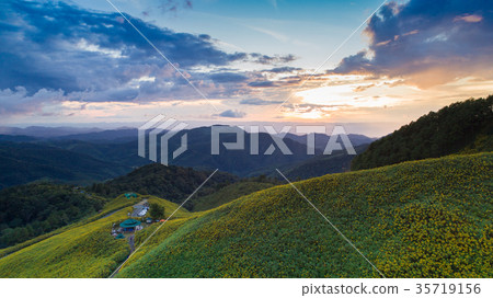 Tithonia diversifolia,Sunset at Doi Mae Ou Kor Tithonia diversifolia,Sunset at Doi Mae Ou Kor 35719156