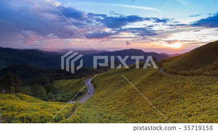 Tithonia diversifolia, Sunset at Doi Mae Ou Kor Tithonia diversifolia, Sunset at Doi Mae Ou Kor 35719158