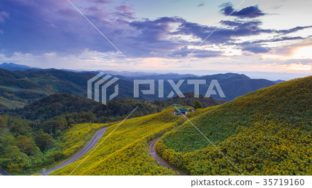 Tithonia diversifolia, Sunset at Doi Mae Ou Kor Tithonia diversifolia, Sunset at Doi Mae Ou Kor 35719160