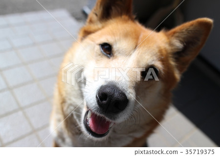Smile Shiba Inu 35719375