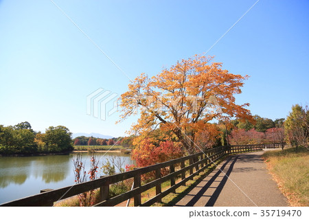 秋天公園Mukuroji黃色葉子 秋天公園Mukuroji黃色葉子 35719470