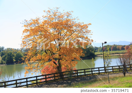 秋天公園Mukuroji黃色葉子 秋天公園Mukuroji黃色葉子 35719471
