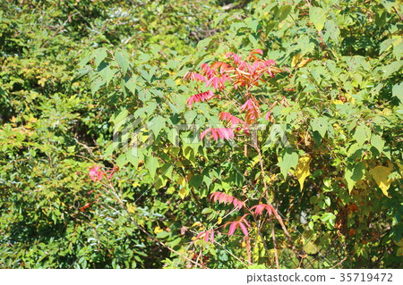 Urushi autumn leaves Urushi autumn leaves 35719472