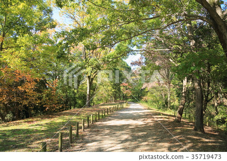 Autumn park refreshing walk way Autumn park refreshing walk way 35719473
