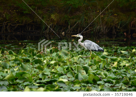 Heron walking on a lotus 35719846