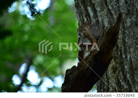 站立在樹的灰鼠 站立在樹的灰鼠 35719848