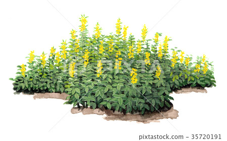 Yellow flower 35720191