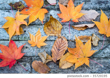 秋葉狩獵 35720195