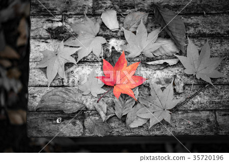 秋葉狩獵 秋葉狩獵 35720196