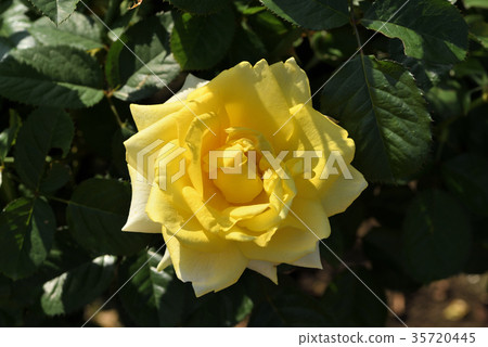 Rose (Falzer Gold) 35720445