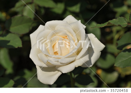 Rose (White Christmas) 35720458