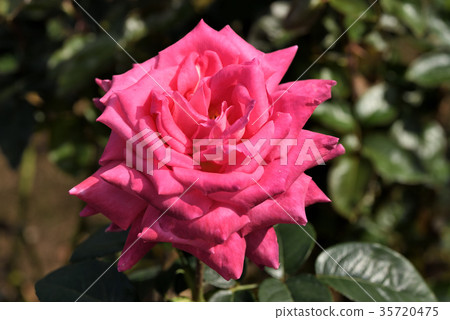 Rose (Isabel de Ortiz) 35720475