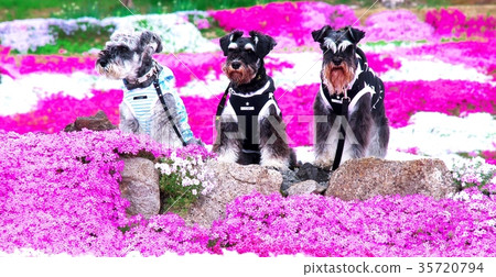 I love the flower garden I love the flower garden 35720794