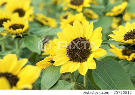黃色向日葵花海 黃色向日葵花海 35720813