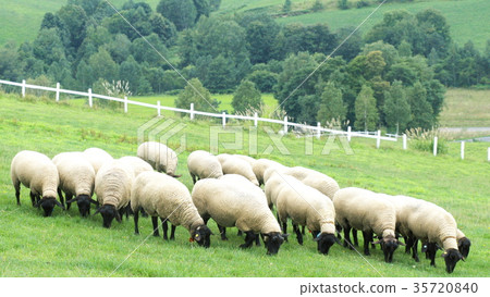 Beautiful sheep of the northern country 35720840