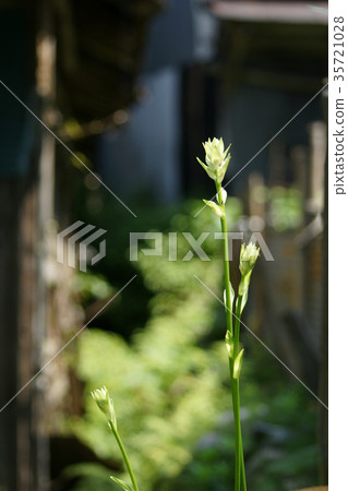 Itaihara Village 35721028