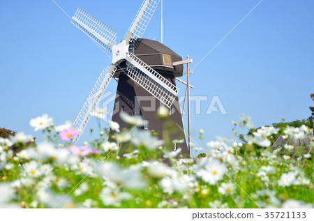 Windmill and Cosmos 35721133