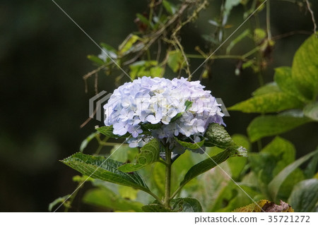 繡球花 35721272