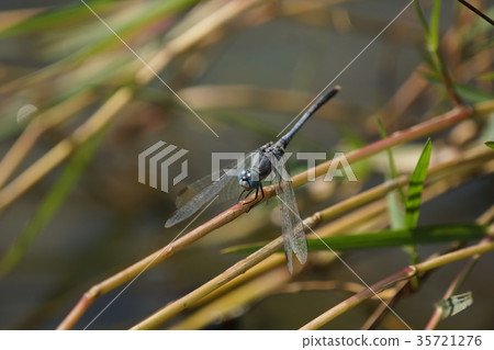 蜻蜓 35721276