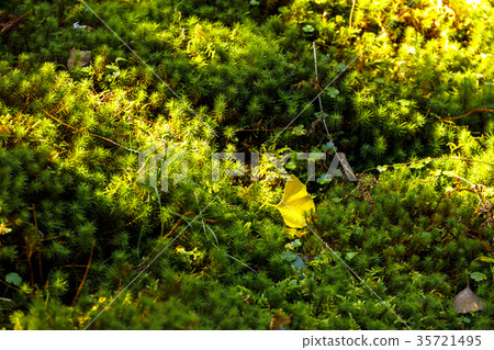 The autumnal leaves of Raiyama Chitose Temple Ohashi Ouen 35721495