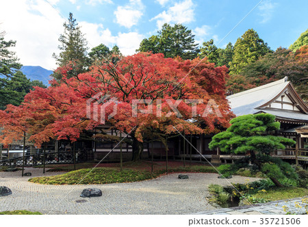 The autumnal leaves of Raiyama Chitose Temple Ohashi Ouen 35721506