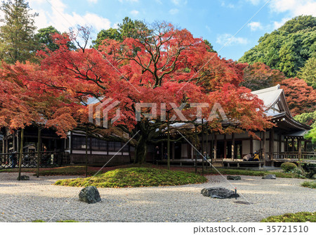 The autumnal leaves of Raiyama Chitose Temple Ohashi Ouen 35721510