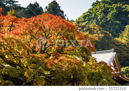 The autumnal leaves of Raiyama Chitose Temple Ohashi Ouen 35721520