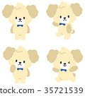 Dog / toy poodle (white) 35721539